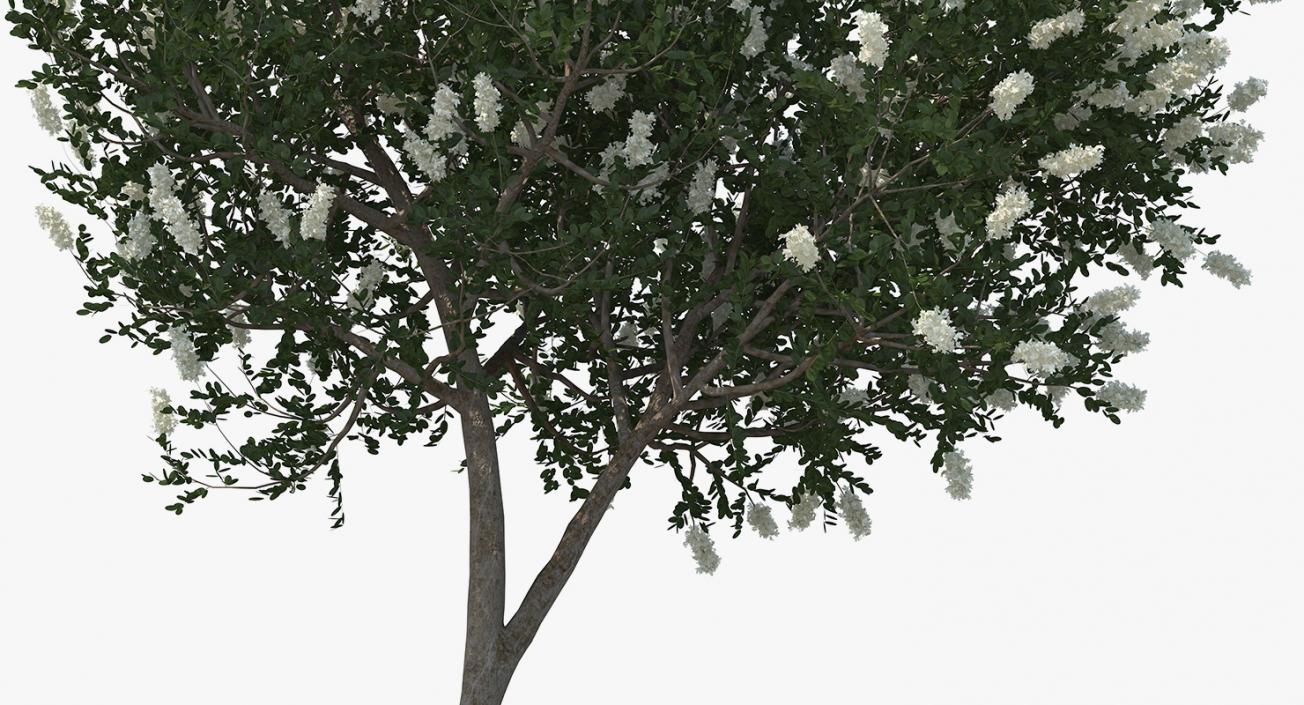 3D Myrtus or Myrtle Tree