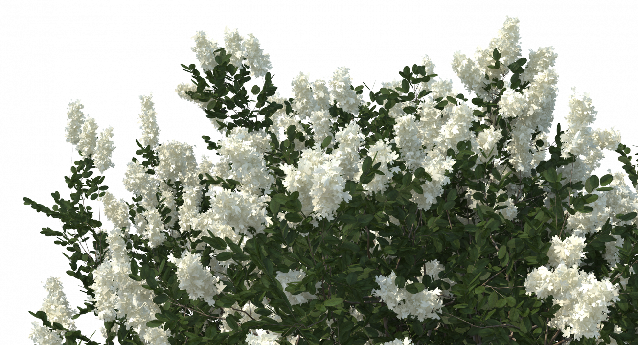 3D Myrtus or Myrtle Tree