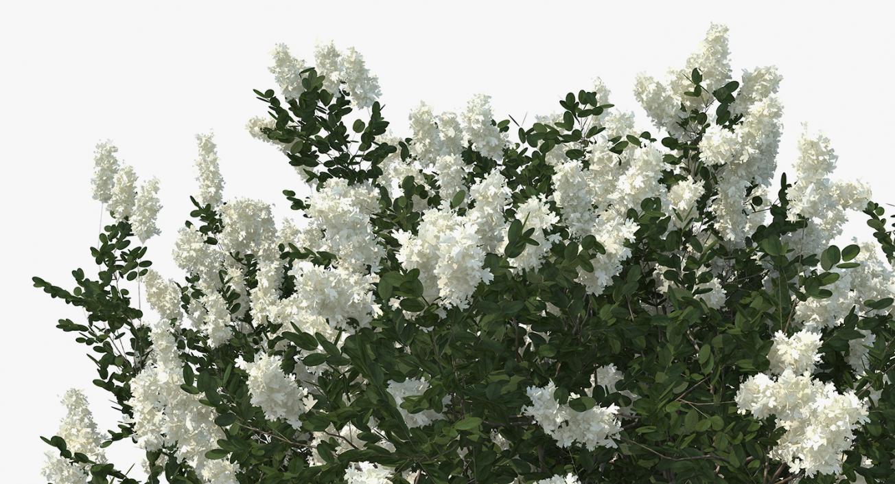 3D Myrtus or Myrtle Tree