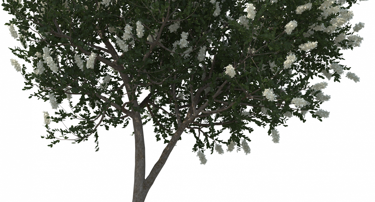 3D Myrtus or Myrtle Tree