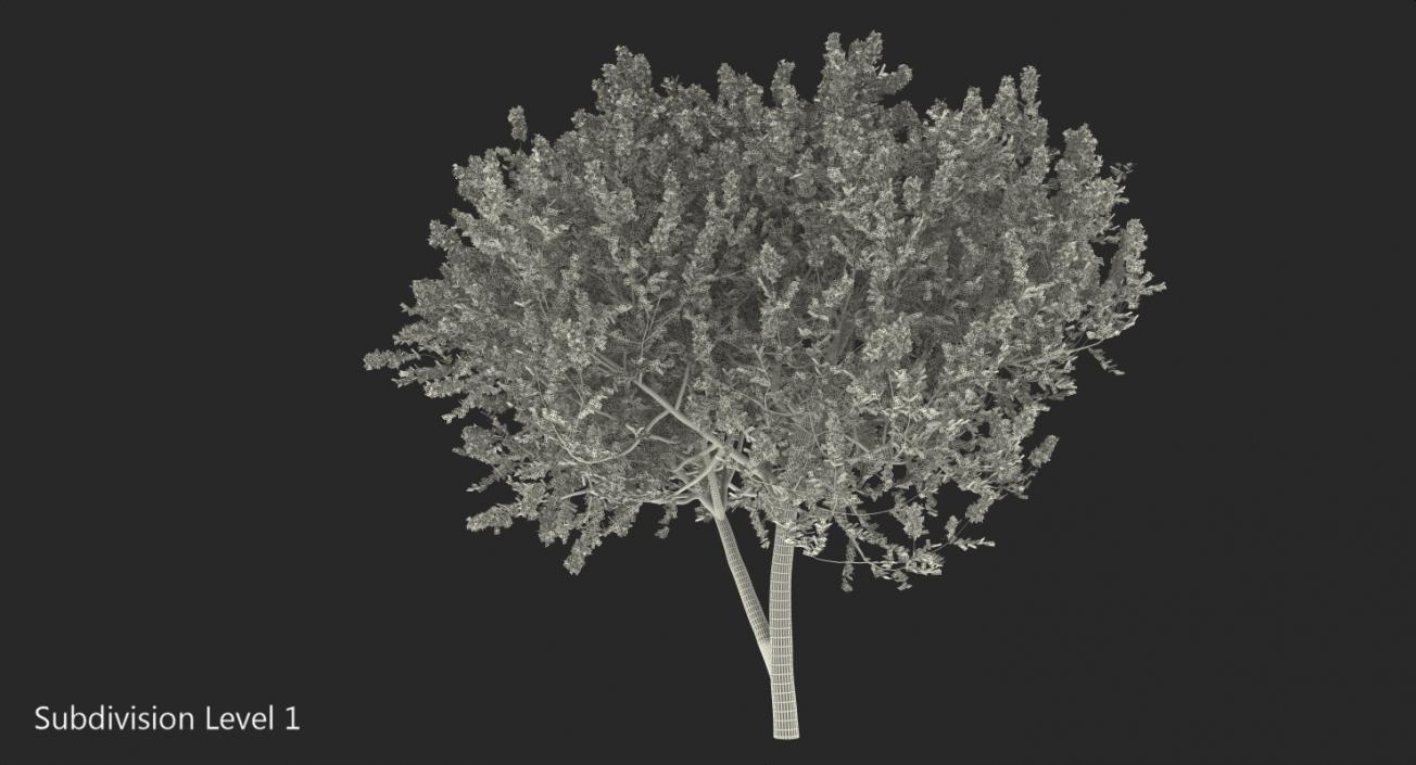 3D Myrtus or Myrtle Tree