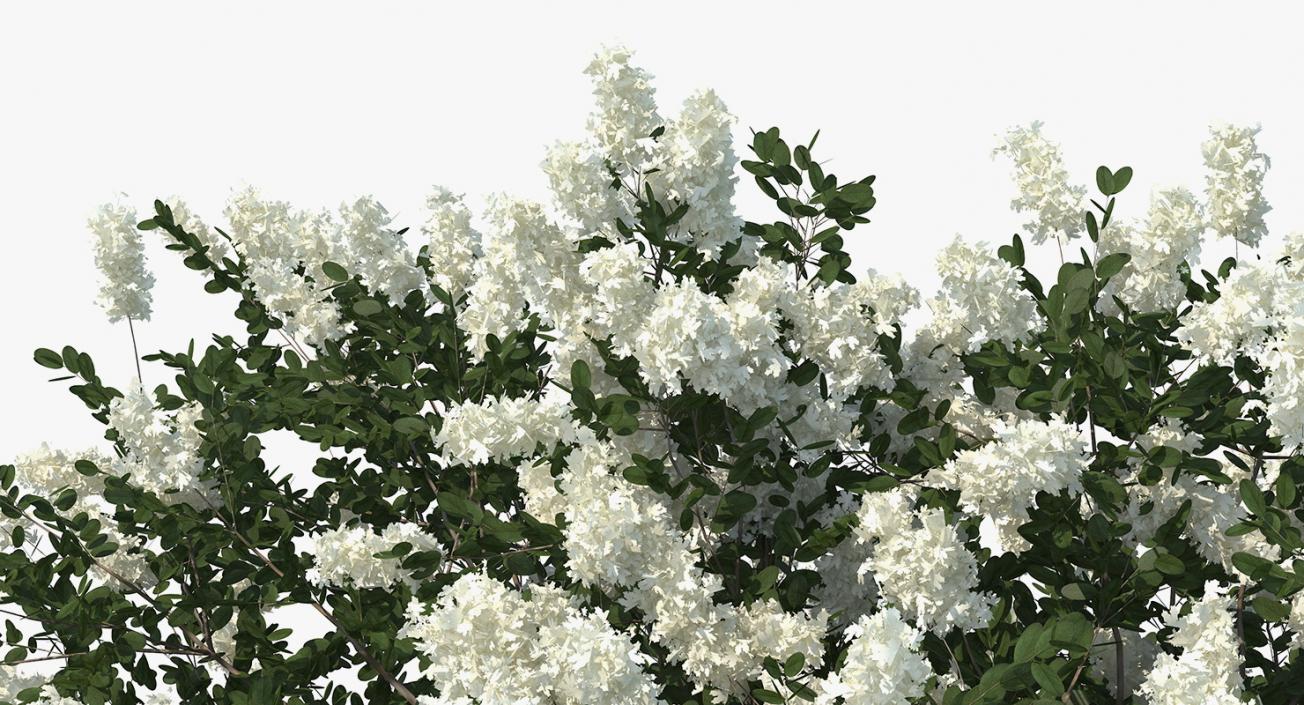 3D Myrtus or Myrtle Tree