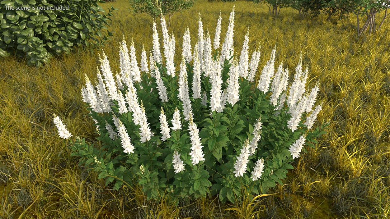 3D model Blooming Meadow Sage Snow Will