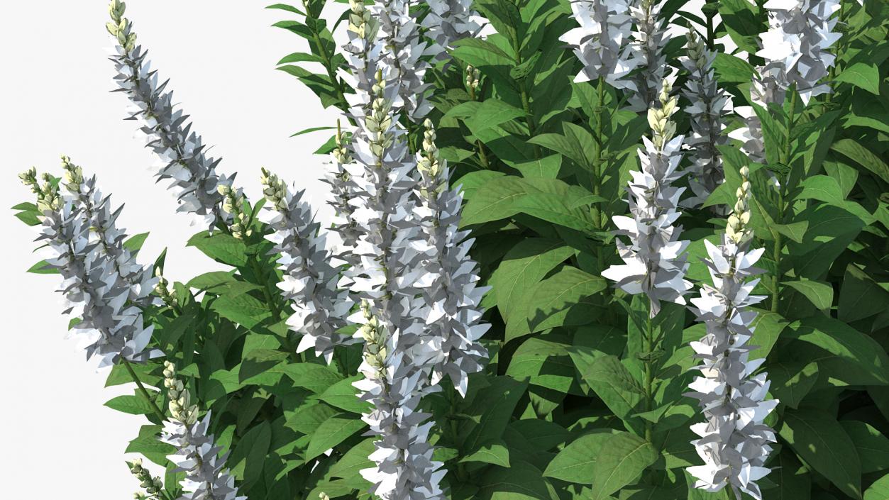 3D model Blooming Meadow Sage Snow Will