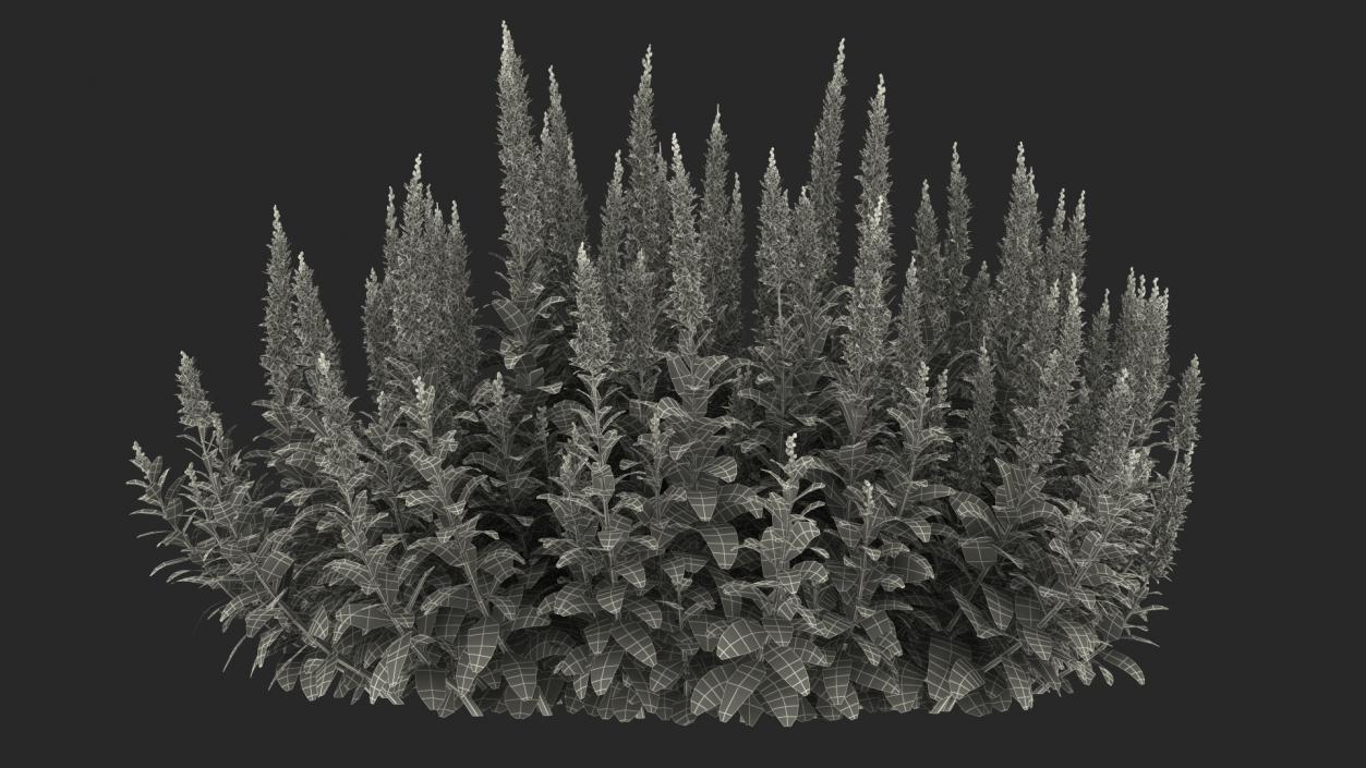 3D model Blooming Meadow Sage Snow Will