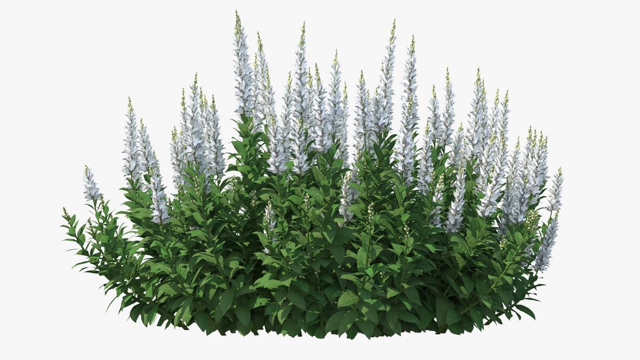 3D model Blooming Meadow Sage Snow Will