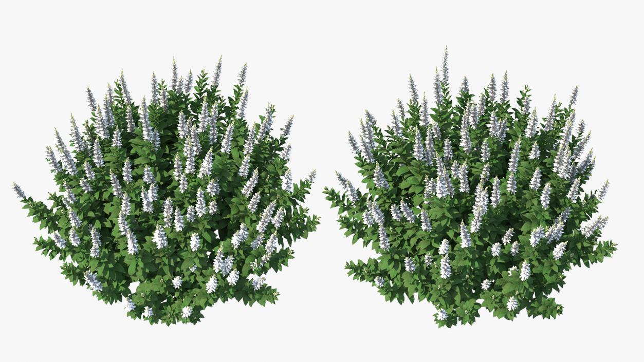 3D model Blooming Meadow Sage Snow Will