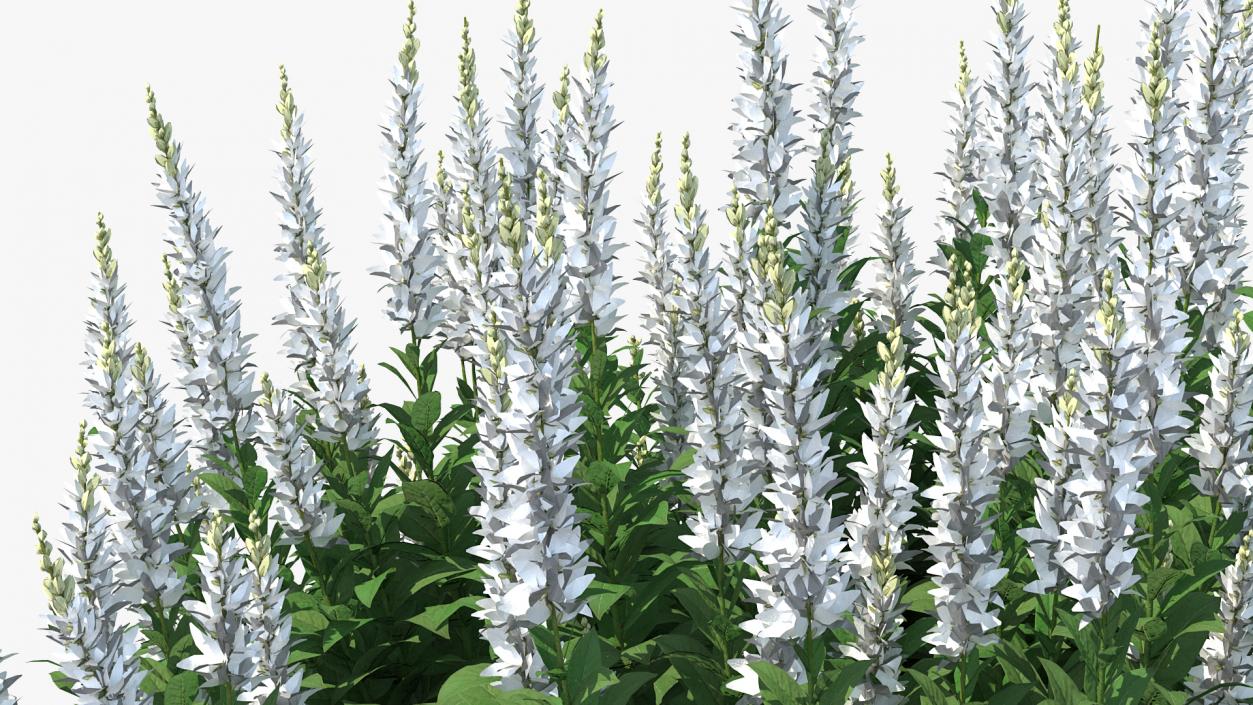 3D model Blooming Meadow Sage Snow Will