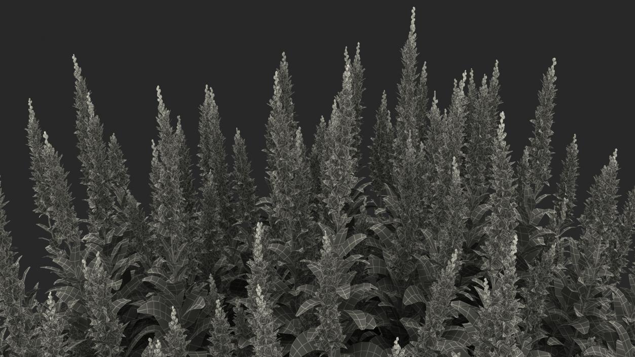 3D model Blooming Meadow Sage Snow Will