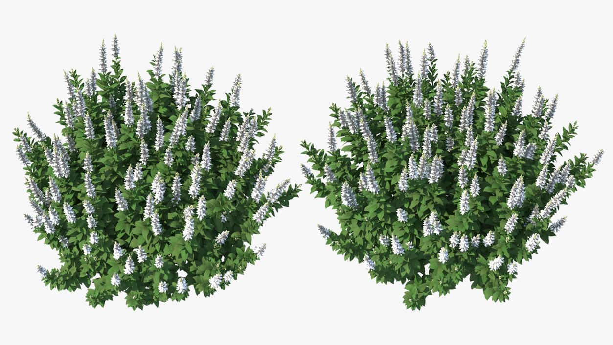 3D model Blooming Meadow Sage Snow Will