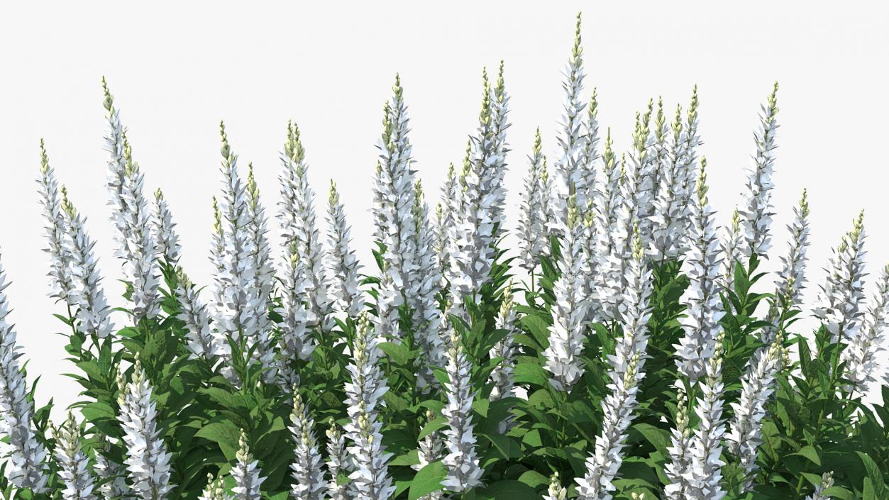 3D model Blooming Meadow Sage Snow Will