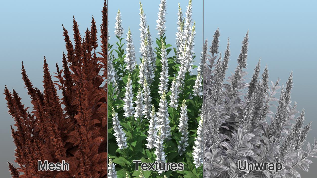 3D model Blooming Meadow Sage Snow Will