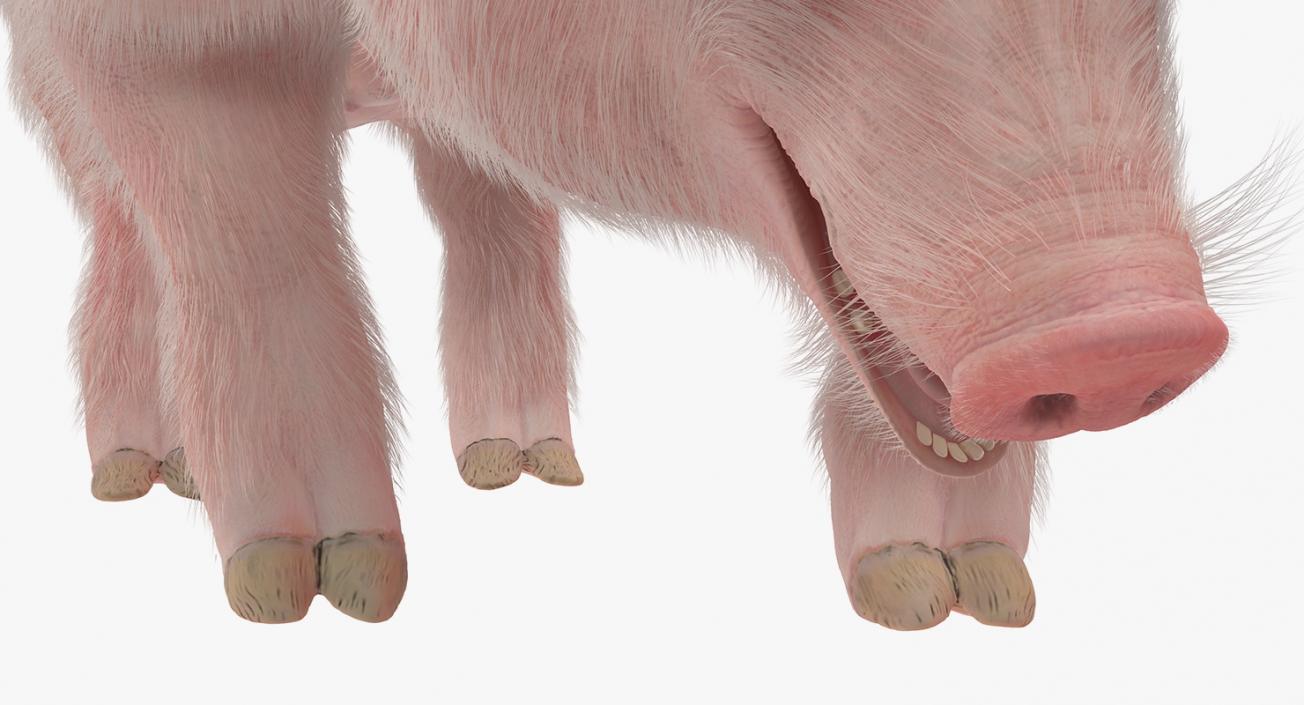 Pig Sow Landrace Standing Pose with Fur 3D model