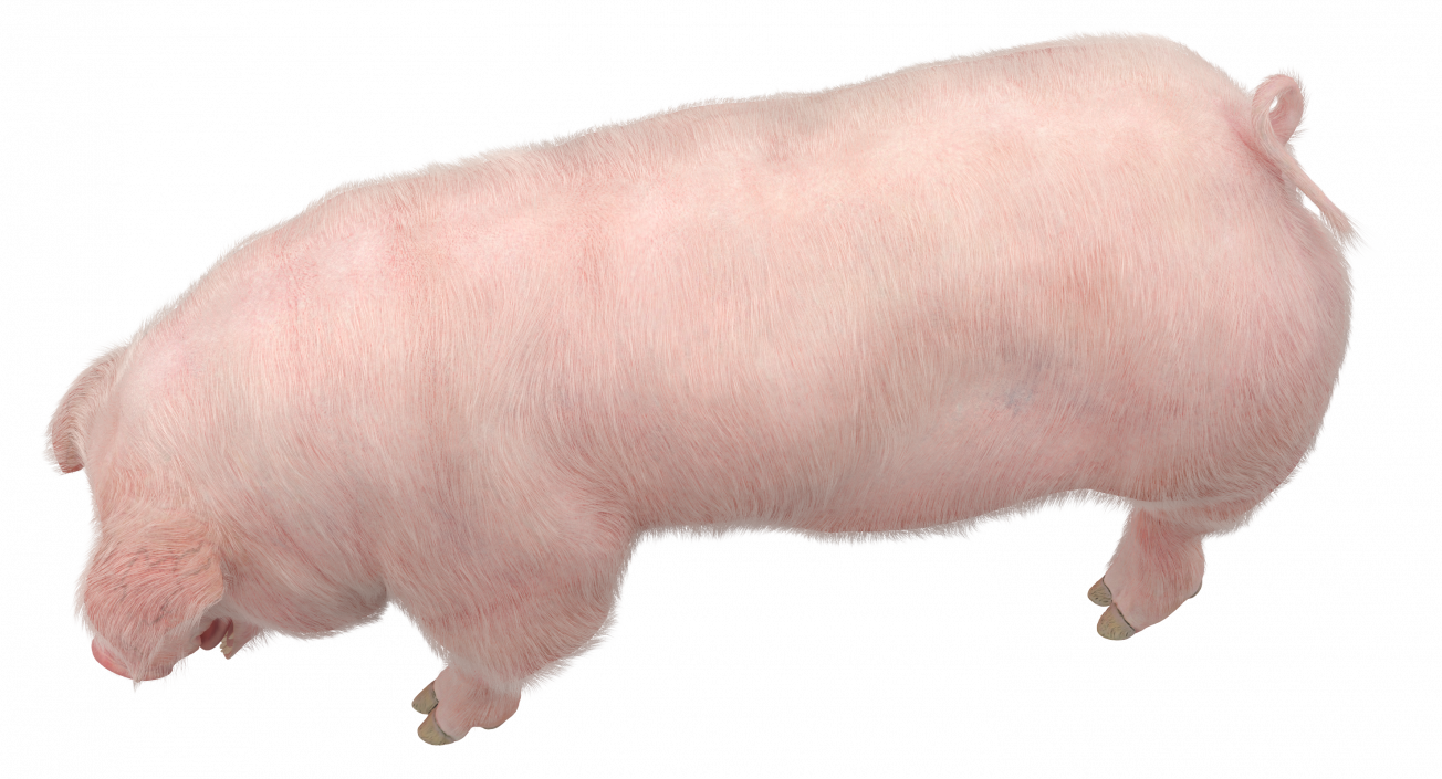 Pig Sow Landrace Standing Pose with Fur 3D model