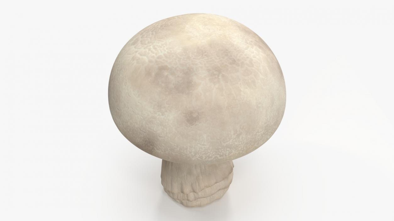 Champignon 2 3D