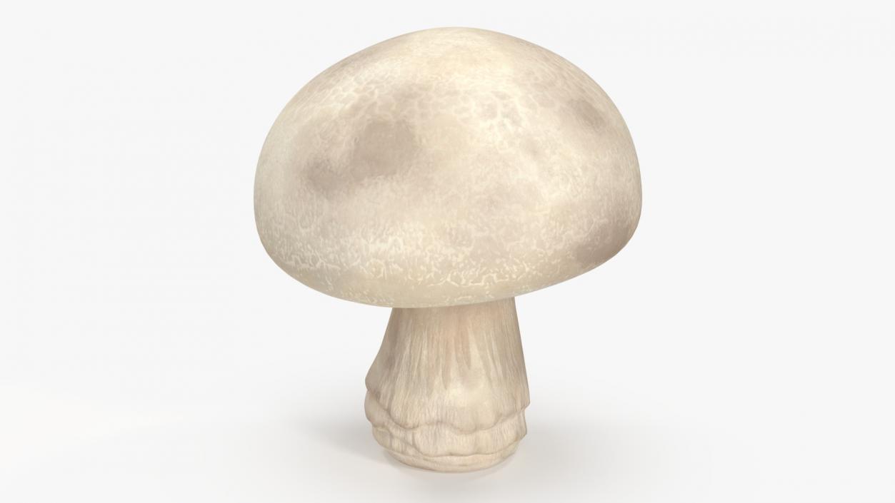 Champignon 2 3D