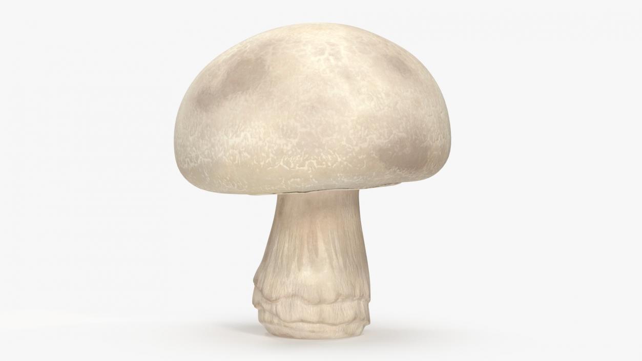 Champignon 2 3D