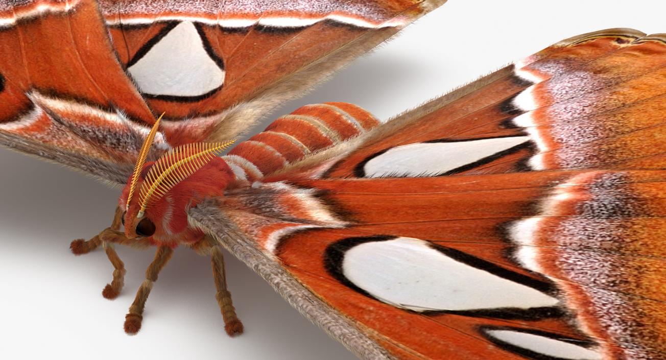 3D model Attacus Atlas Moth Sitting Pose with Fur