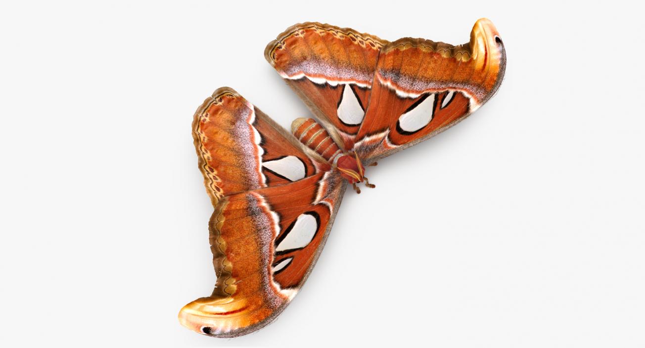 3D model Attacus Atlas Moth Sitting Pose with Fur