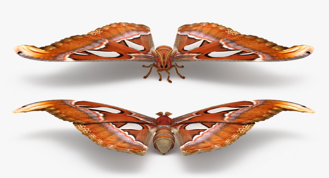 3D model Attacus Atlas Moth Sitting Pose with Fur