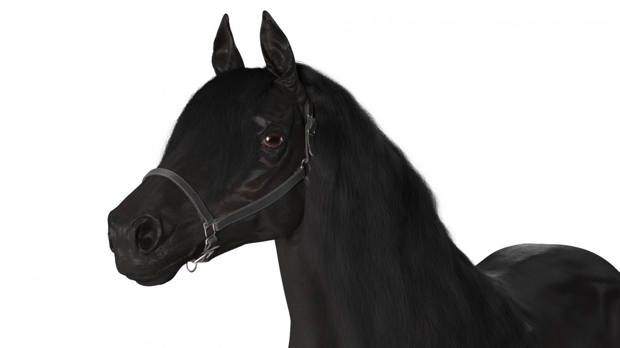 3D Friesian Horse Fur model