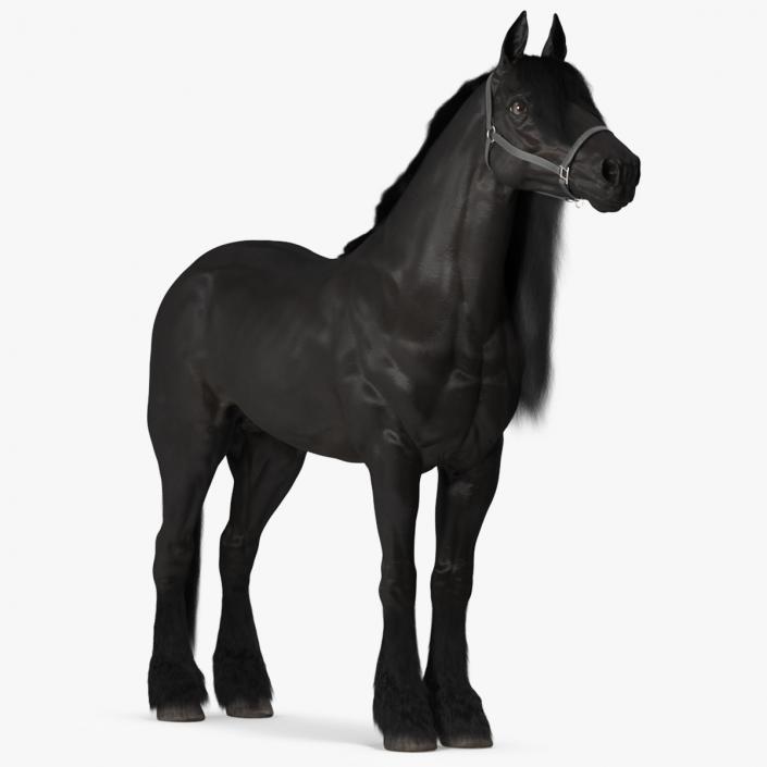 3D Friesian Horse Fur model