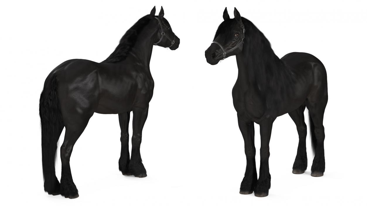 3D Friesian Horse Fur model