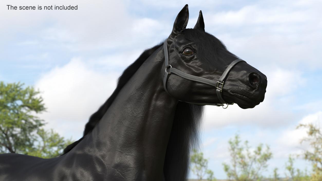 3D Friesian Horse Fur model