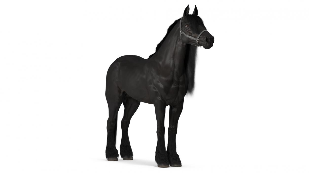 3D Friesian Horse Fur model