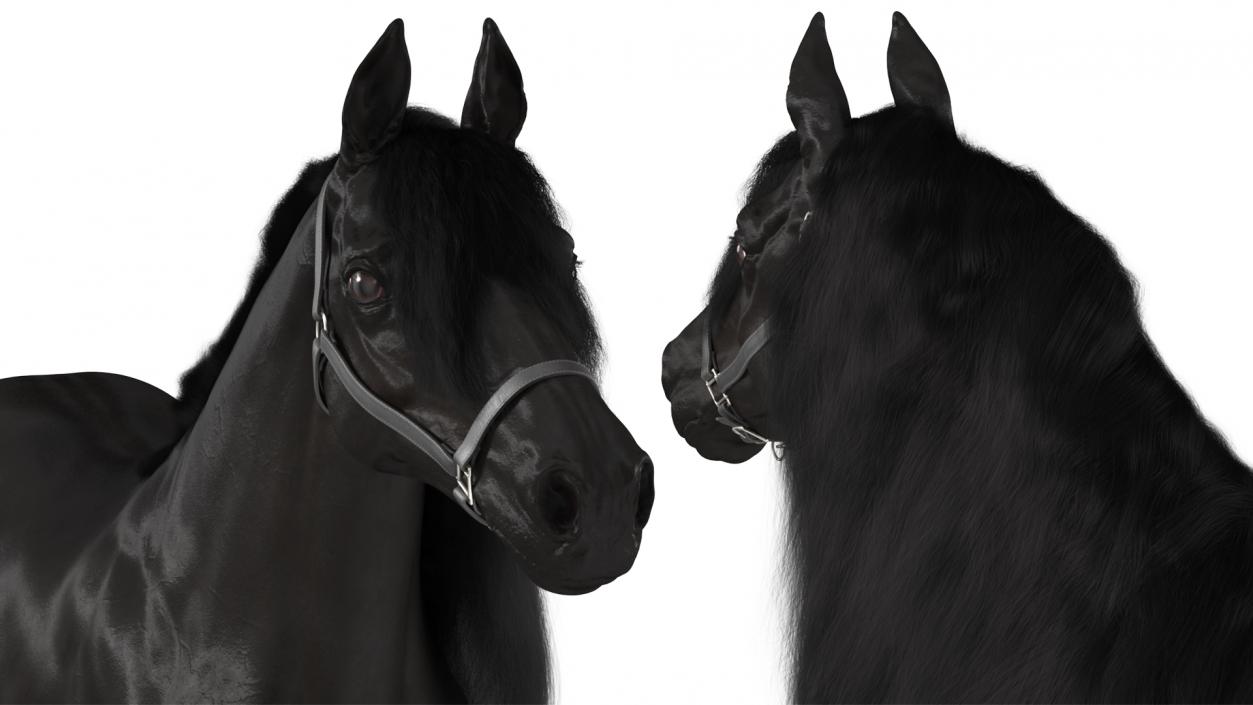 3D Friesian Horse Fur model