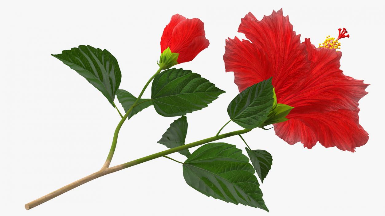 3D Hibiscus Branch with Flower Red