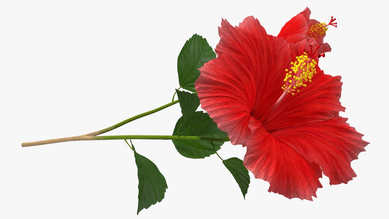 3D Hibiscus Branch with Flower Red