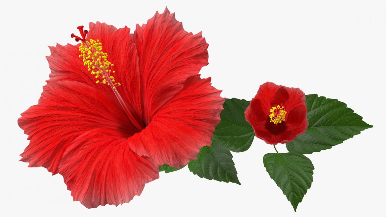 3D Hibiscus Branch with Flower Red