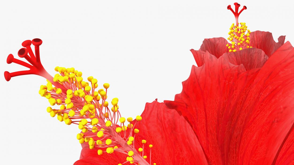 3D Hibiscus Branch with Flower Red