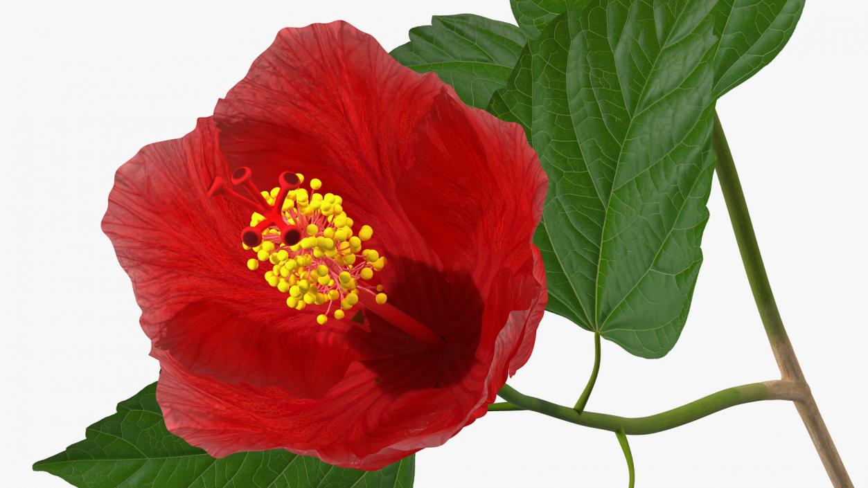 3D Hibiscus Branch with Flower Red