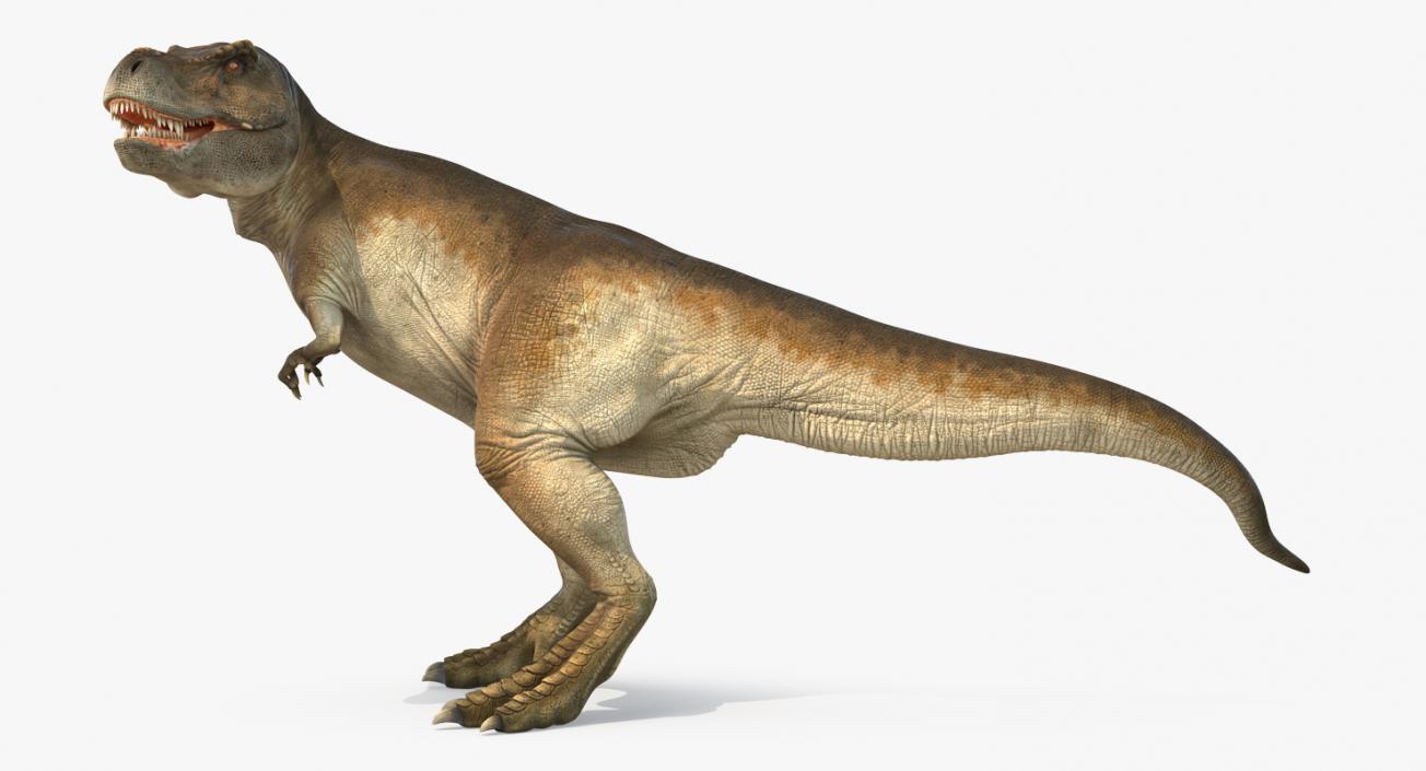 3D Tyrannosaurus Rex Standing