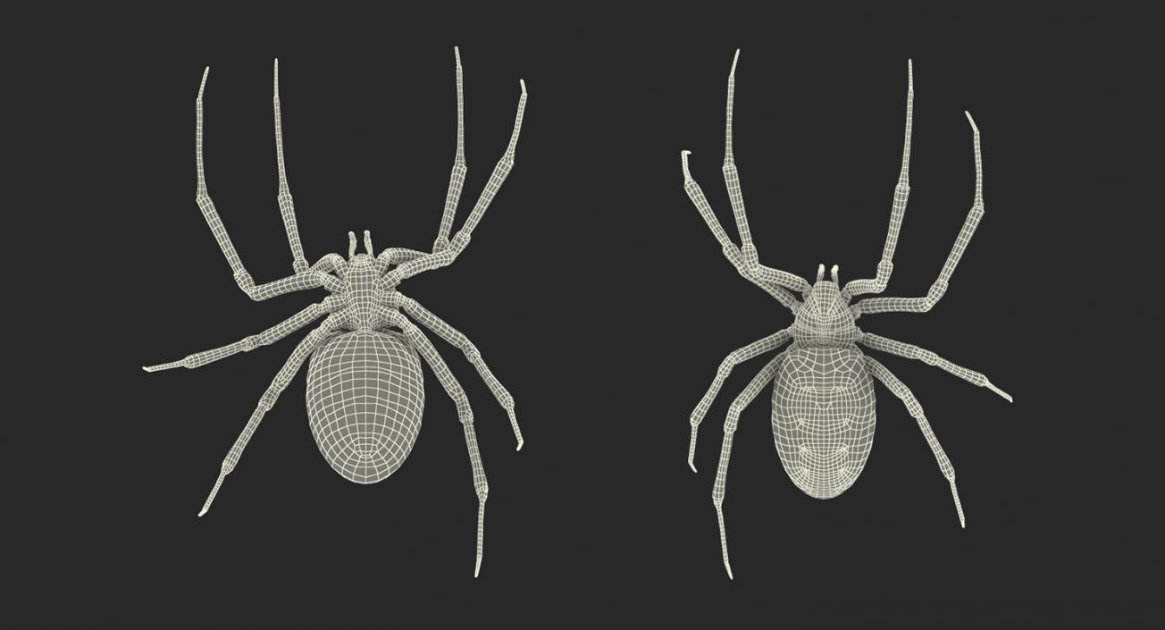 Writing Spider 3D model