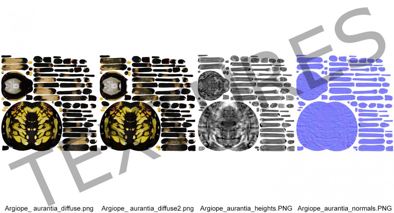 Writing Spider 3D model