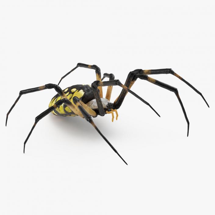 Writing Spider 3D model