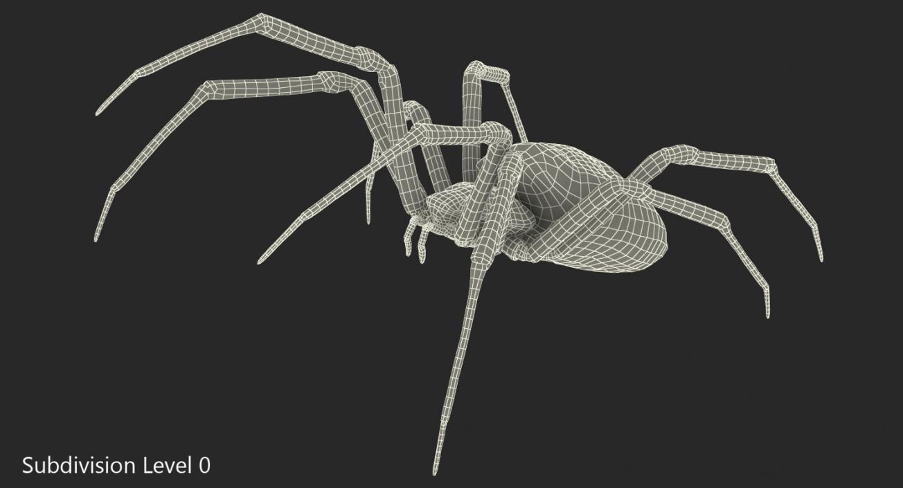 Writing Spider 3D model