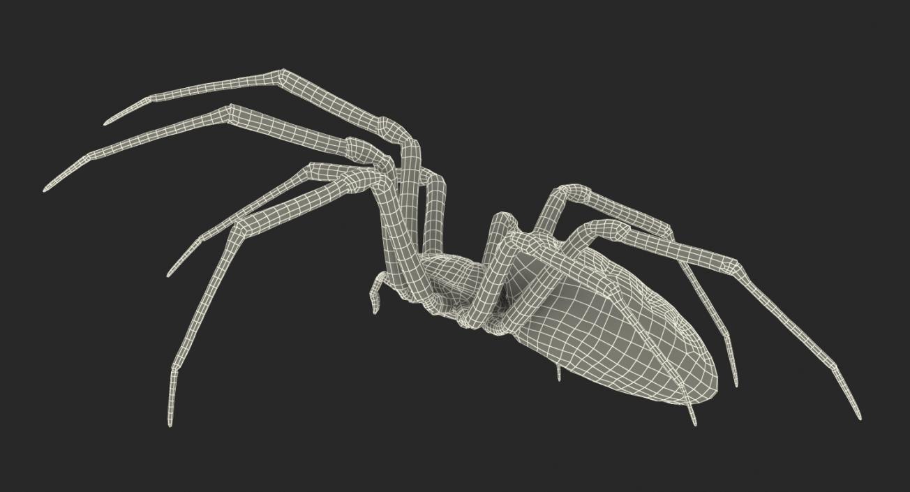 Writing Spider 3D model