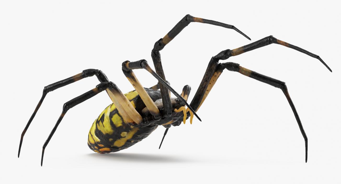 Writing Spider 3D model