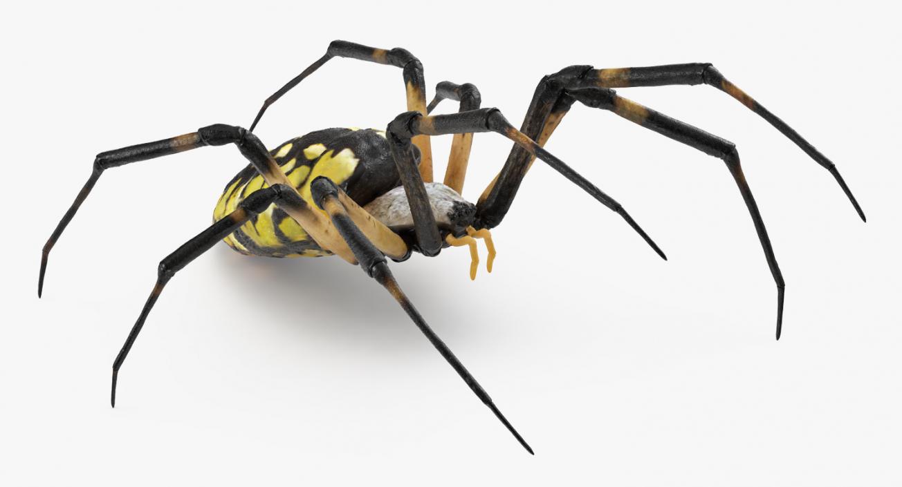 Writing Spider 3D model