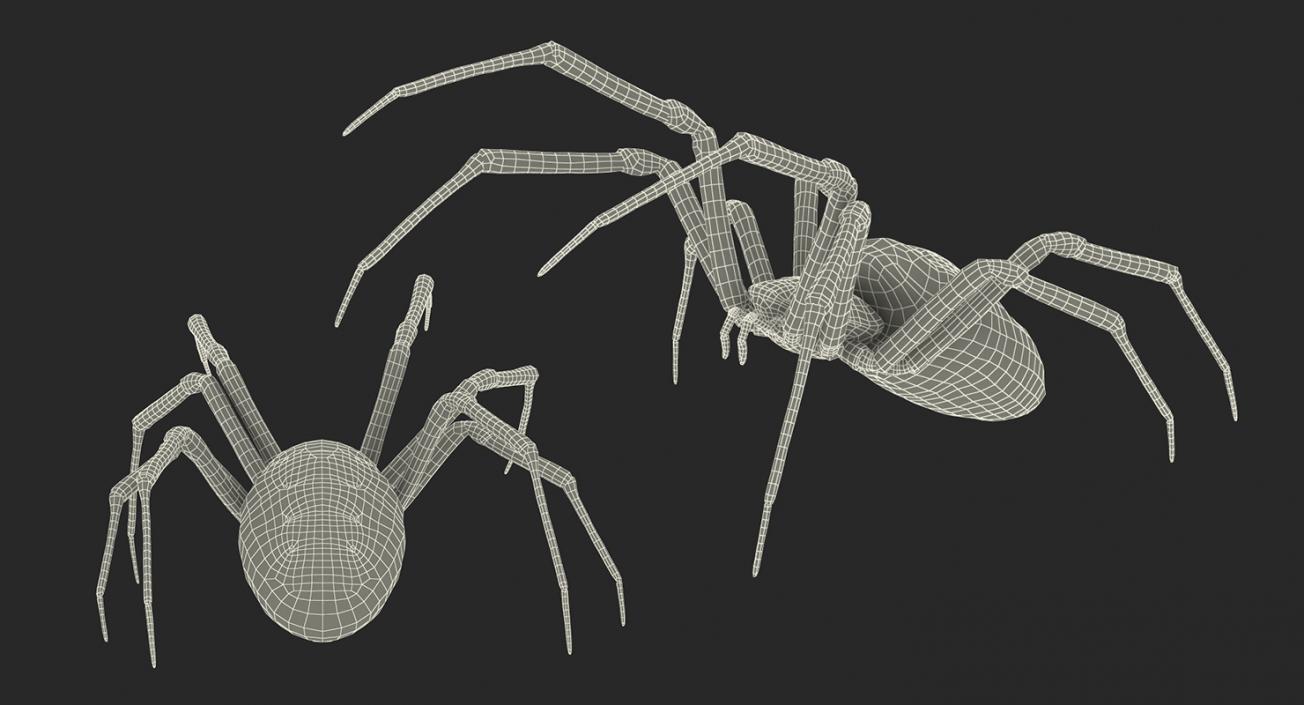 Writing Spider 3D model