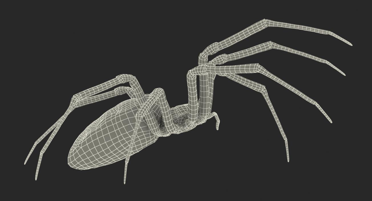 Writing Spider 3D model