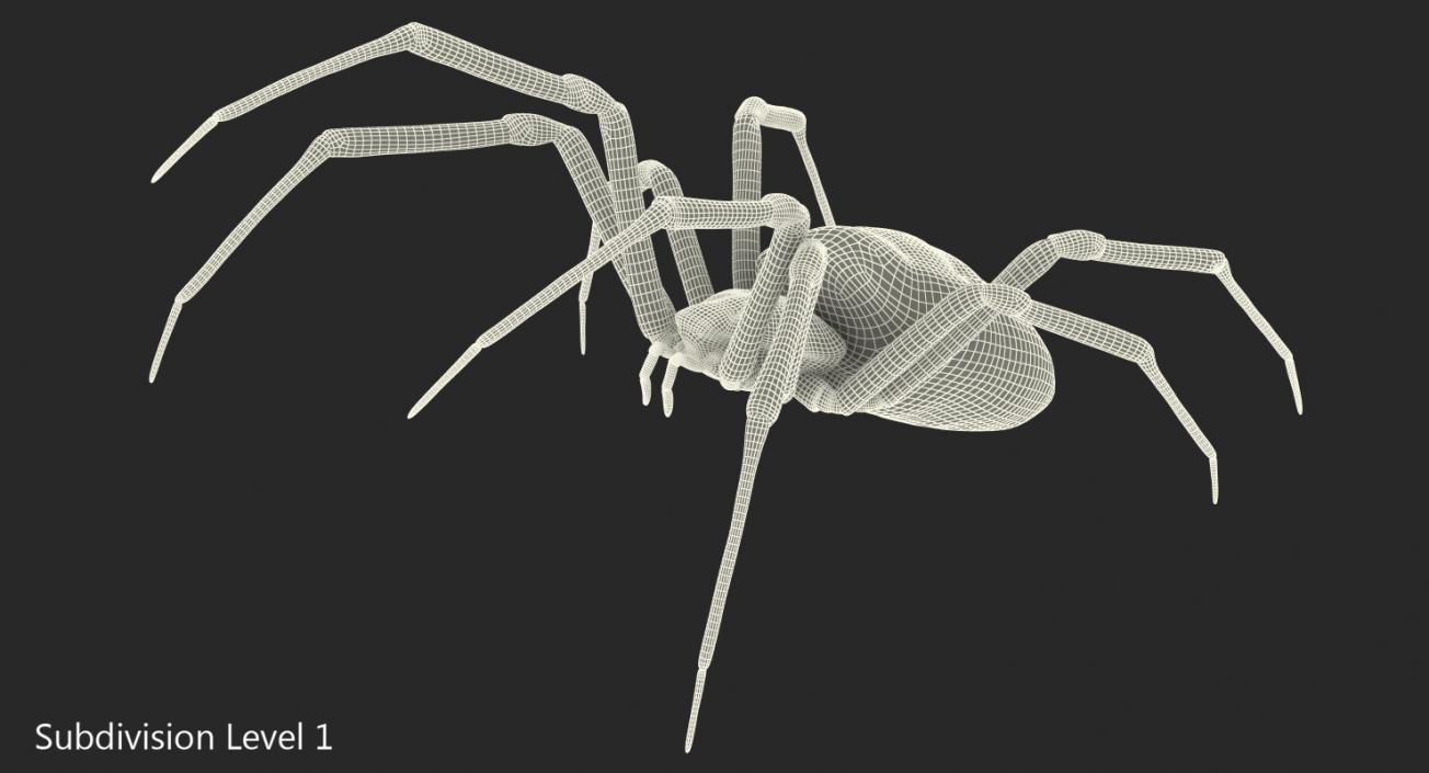 Writing Spider 3D model