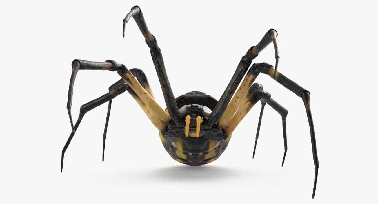 Writing Spider 3D model