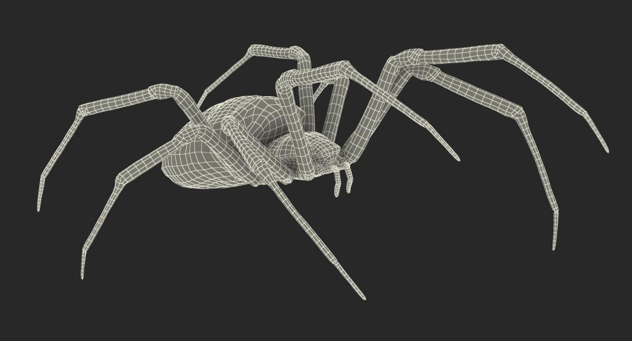 Writing Spider 3D model