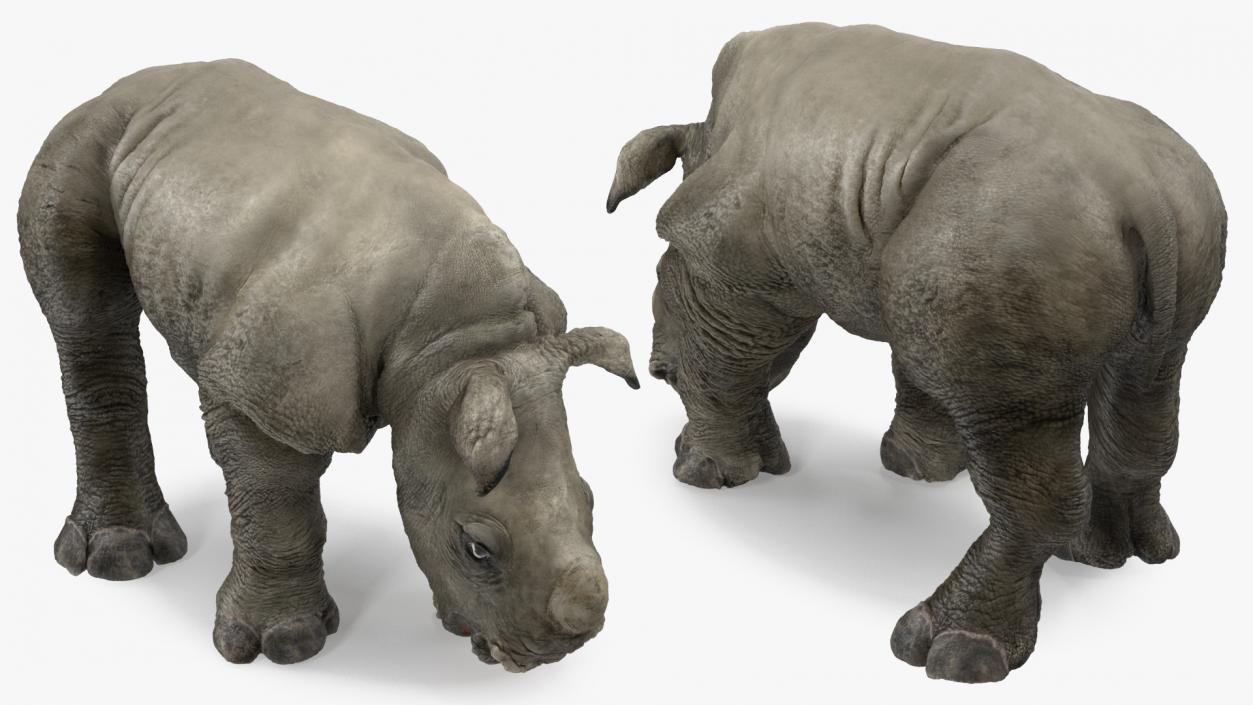 3D Drinking Rhinos Collection