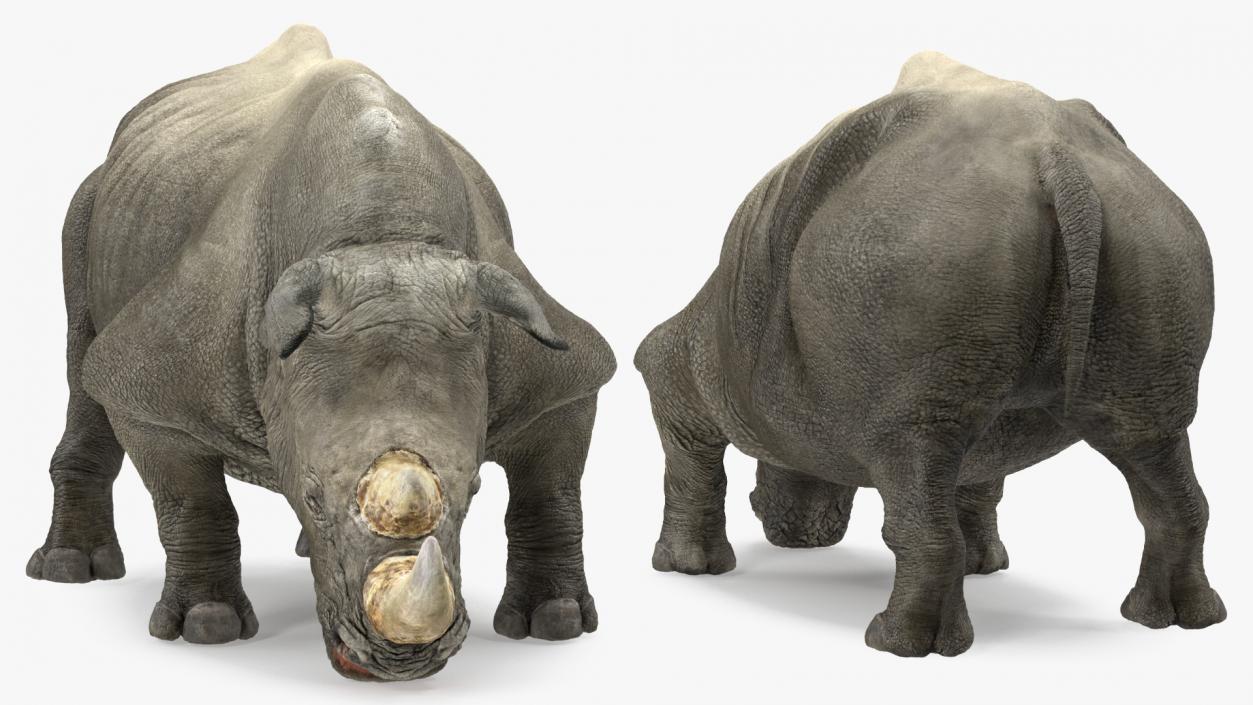 3D Drinking Rhinos Collection